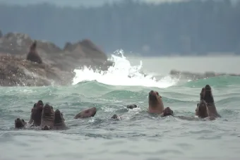 Stellar Sea Lions and Marine Biology near Brooks Peninsula on Vancouver Island