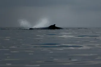 Whale Watching - Kayaking on the Coastal Waters of Vancouver Island