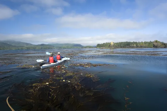 sea kayaking through kelp forest on west coast