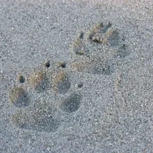 Beach Sand Foot Prints on Vancouver Island