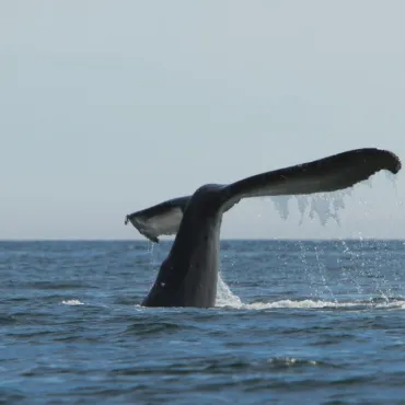 humpback whale tale near the Bunsby Islands
